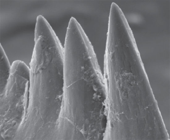 Picture 3 of Squid and fish teething like humans