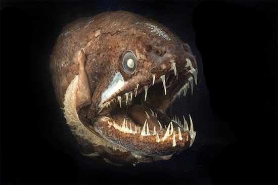 Picture 4 of Squid and fish teething like humans