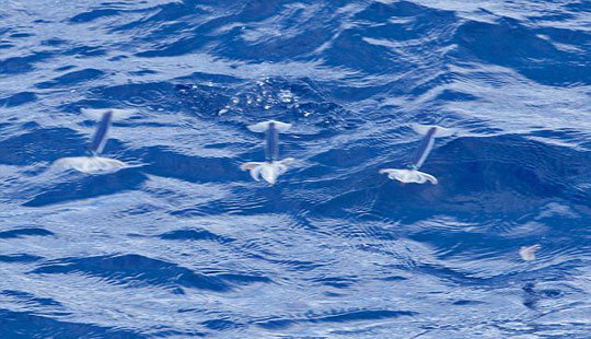 Picture 1 of Squid 'flying' at sea