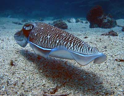 Squid swim like? images 1