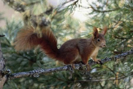 Picture 1 of Squirrels are predictable