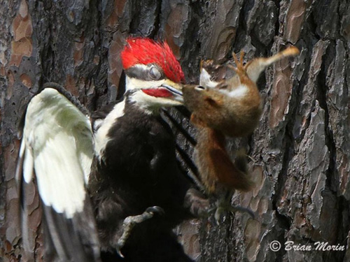 Picture 2 of Squirrels are spectacularly knocked down by woodpeckers