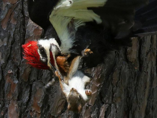 Picture 4 of Squirrels are spectacularly knocked down by woodpeckers