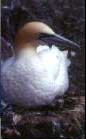 Picture 2 of St Kilda Islands (England)