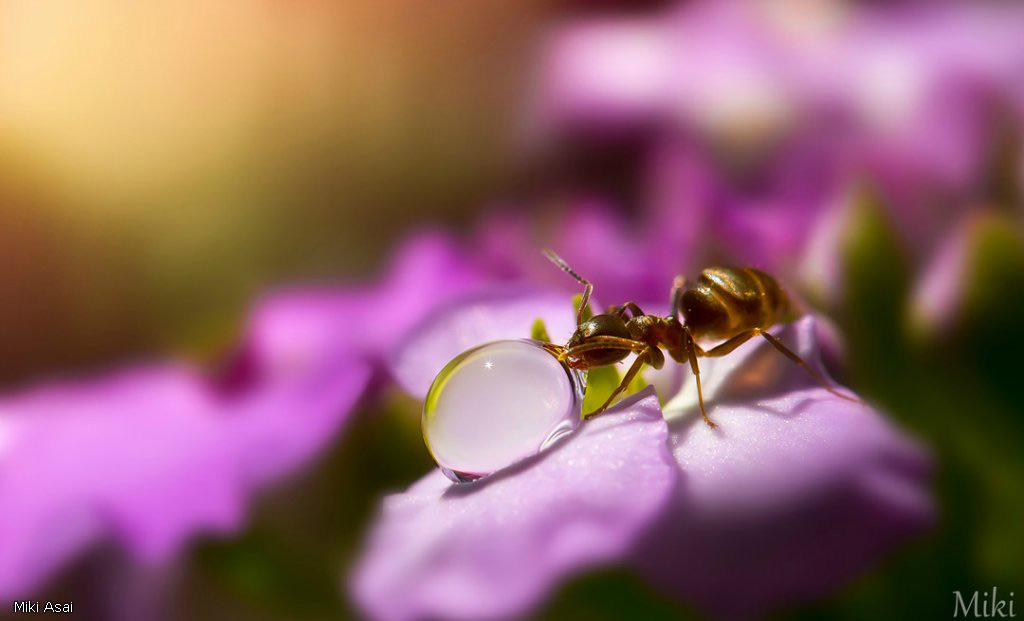 Picture 10 of 'Stand picture' with beautiful glitter photos: Dew drops and ants
