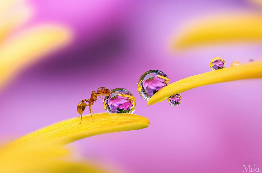 Picture 11 of 'Stand picture' with beautiful glitter photos: Dew drops and ants