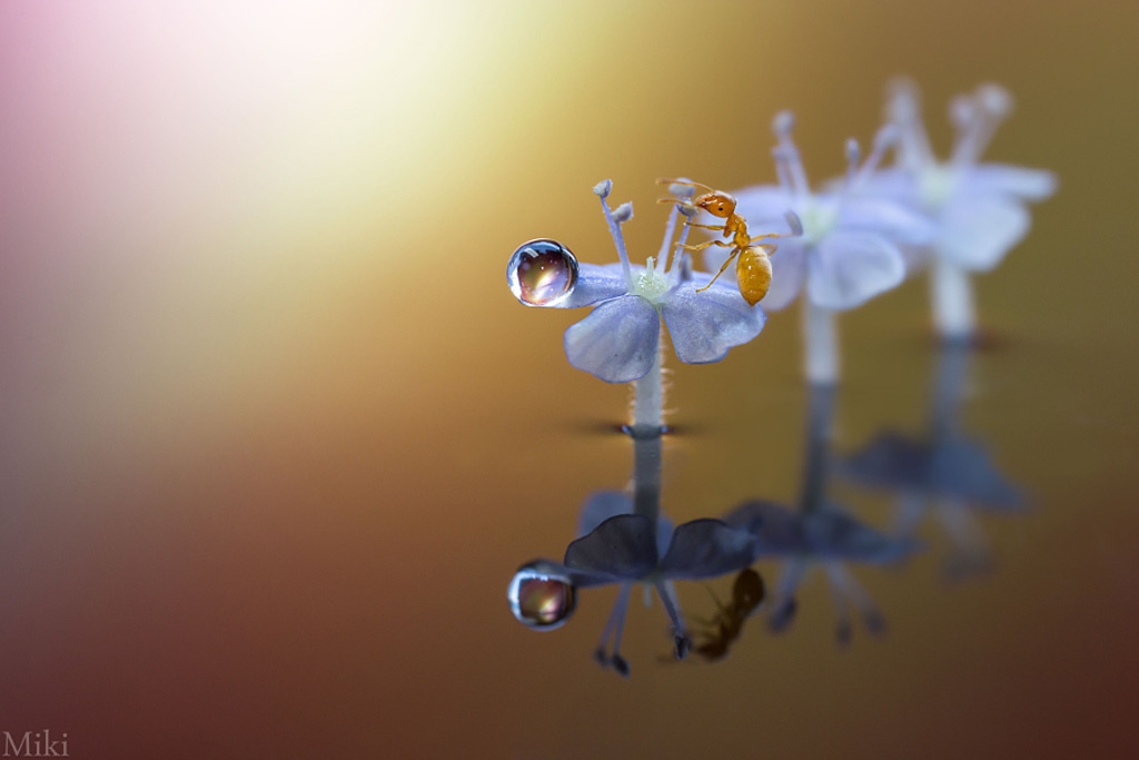 Picture 12 of 'Stand picture' with beautiful glitter photos: Dew drops and ants