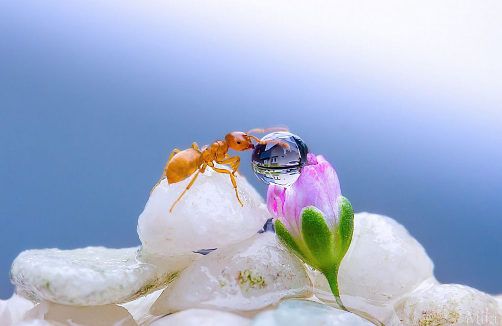 Picture 13 of 'Stand picture' with beautiful glitter photos: Dew drops and ants