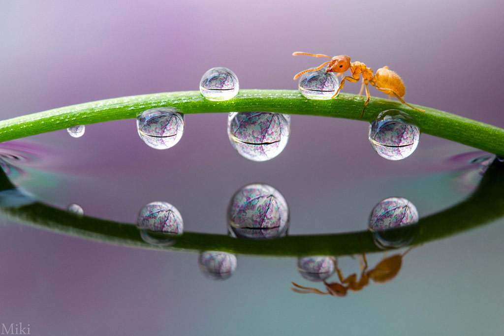Picture 15 of 'Stand picture' with beautiful glitter photos: Dew drops and ants