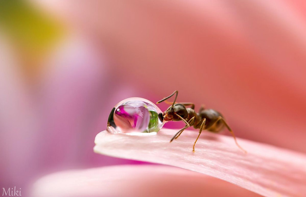 Picture 16 of 'Stand picture' with beautiful glitter photos: Dew drops and ants