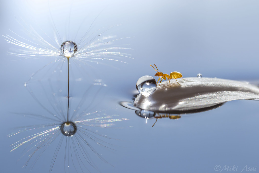 Picture 17 of 'Stand picture' with beautiful glitter photos: Dew drops and ants