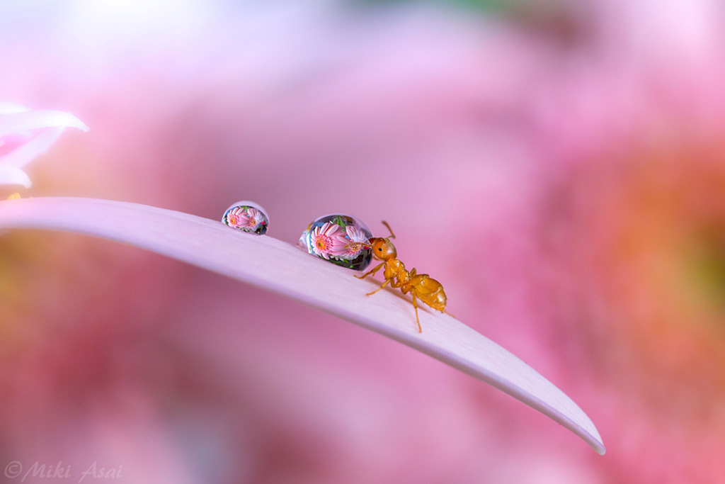Picture 18 of 'Stand picture' with beautiful glitter photos: Dew drops and ants