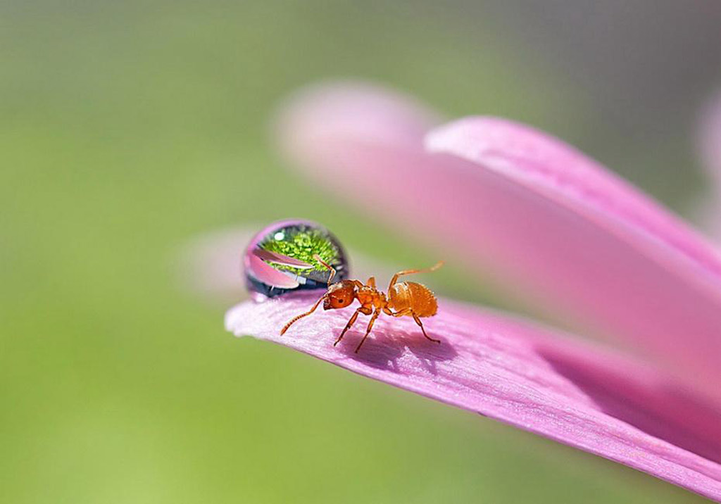 Picture 19 of 'Stand picture' with beautiful glitter photos: Dew drops and ants