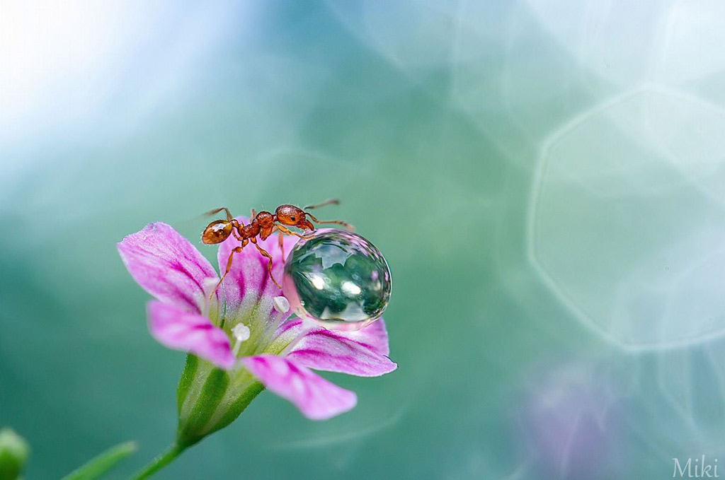 Picture 20 of 'Stand picture' with beautiful glitter photos: Dew drops and ants
