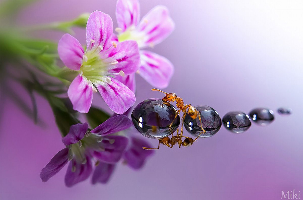 Picture 6 of 'Stand picture' with beautiful glitter photos: Dew drops and ants