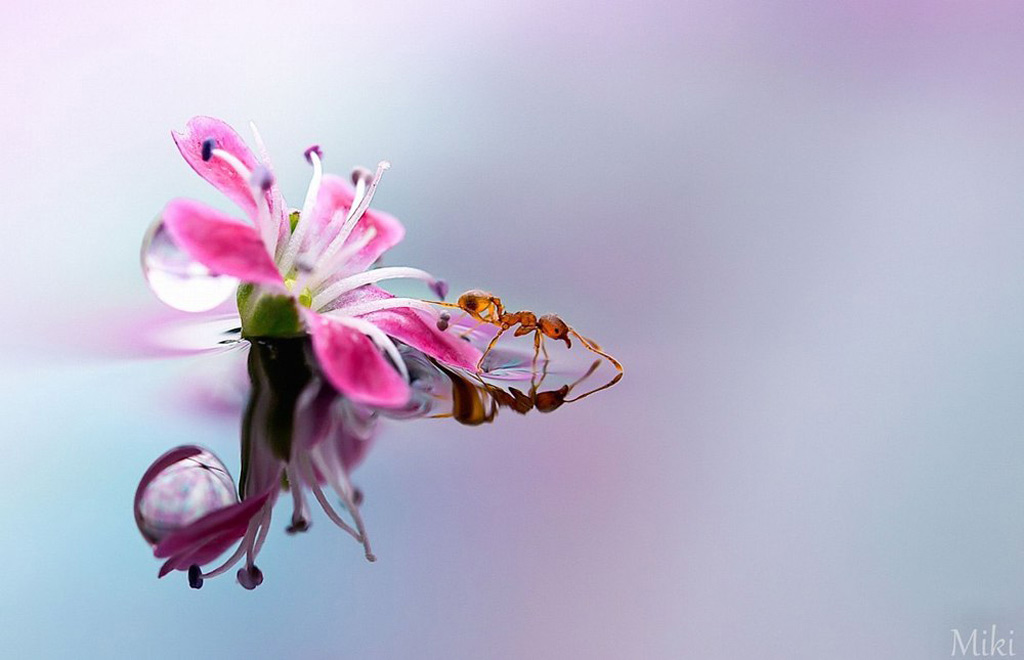Picture 7 of 'Stand picture' with beautiful glitter photos: Dew drops and ants