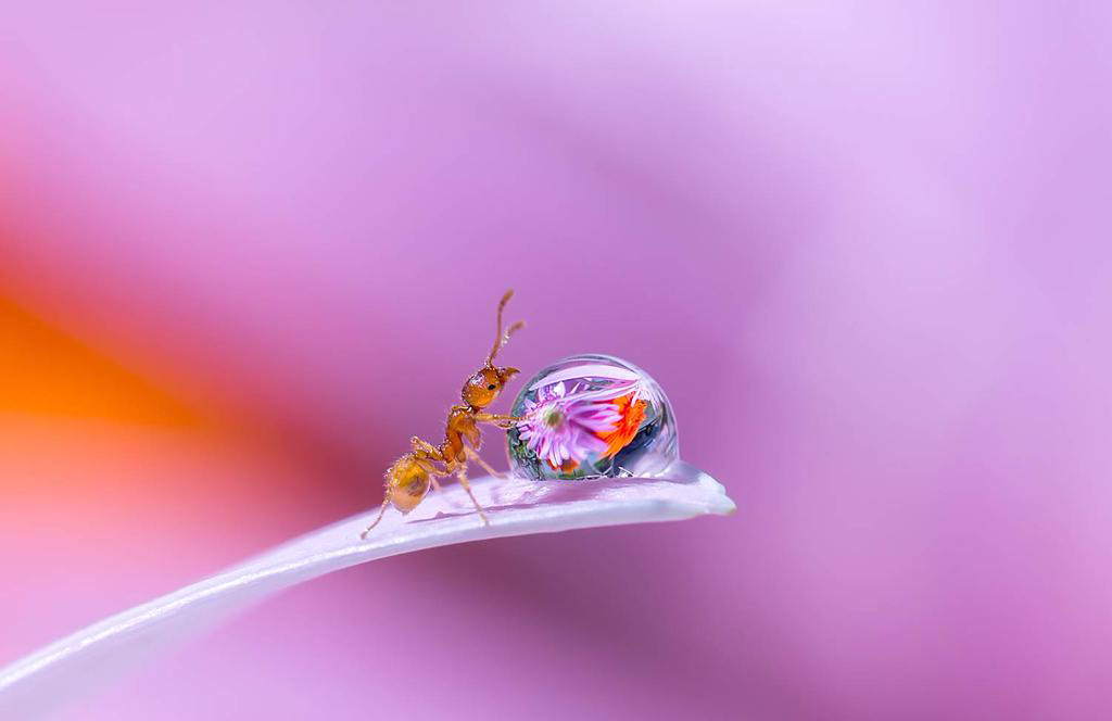 Picture 8 of 'Stand picture' with beautiful glitter photos: Dew drops and ants