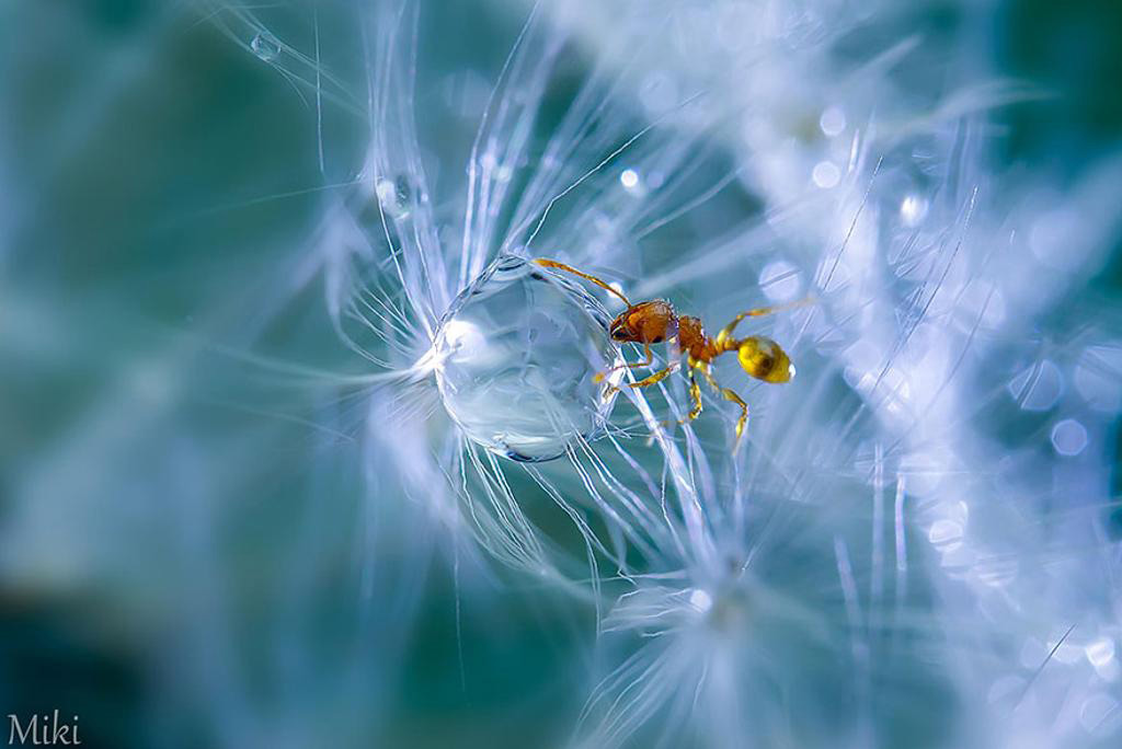 Picture 9 of 'Stand picture' with beautiful glitter photos: Dew drops and ants