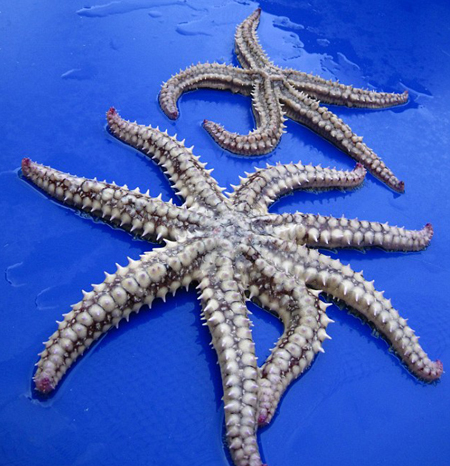 Picture 1 of Starfish 8 feet
