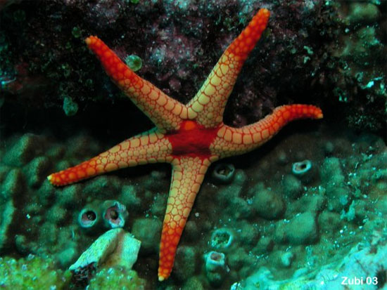Picture 1 of Starfish links lacking in visual evolution?