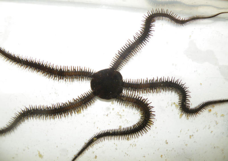 Picture 1 of Starfish move like humans