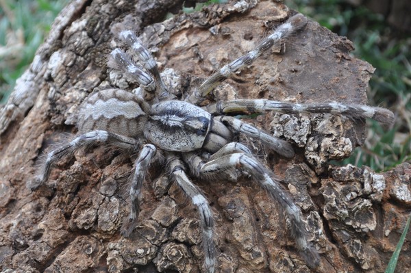 Picture 1 of Startled at 5 giant spider species in the world