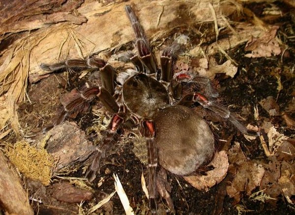 Picture 2 of Startled at 5 giant spider species in the world