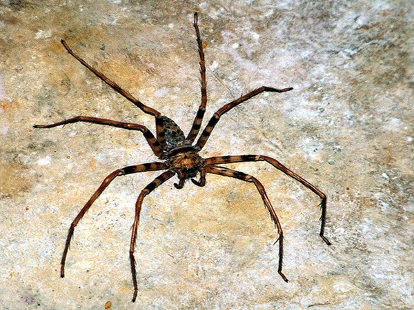 Picture 3 of Startled at 5 giant spider species in the world