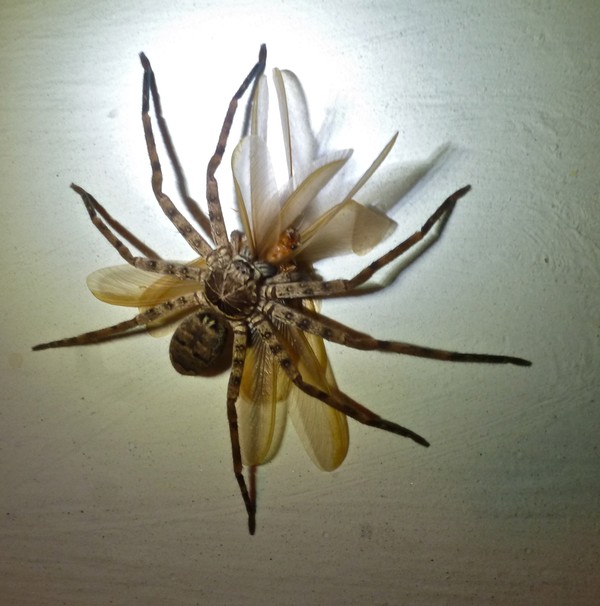 Picture 4 of Startled at 5 giant spider species in the world