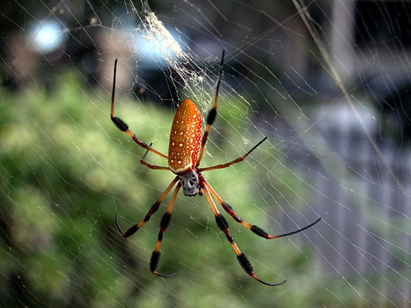 Picture 5 of Startled at 5 giant spider species in the world