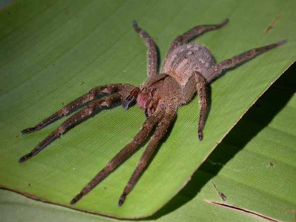 Picture 6 of Startled at 5 giant spider species in the world