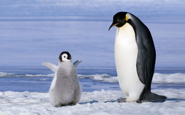 Picture 10 of Startled at the 'badness' of cute animals