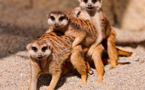 Picture 3 of Startled at the 'badness' of cute animals