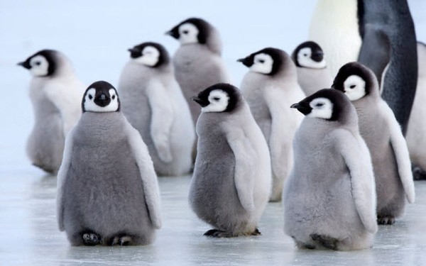 Picture 9 of Startled at the 'badness' of cute animals