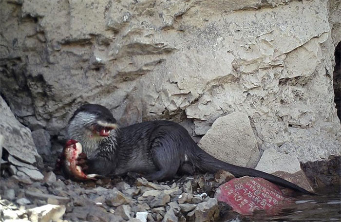 Picture 1 of Startled at the bloodthirsty face of the otter