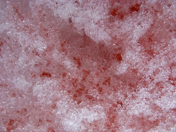 Picture 7 of Startled with red snow like blood