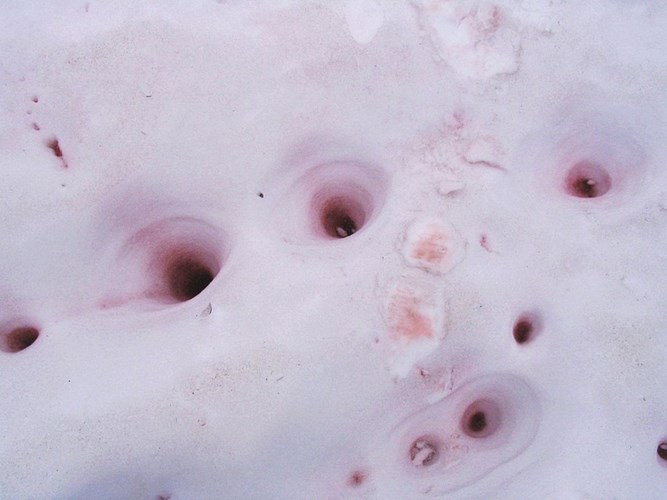 Picture 8 of Startled with red snow like blood