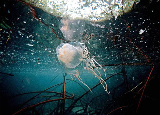 Picture 1 of Startled with the danger of jellyfish invading the oceans