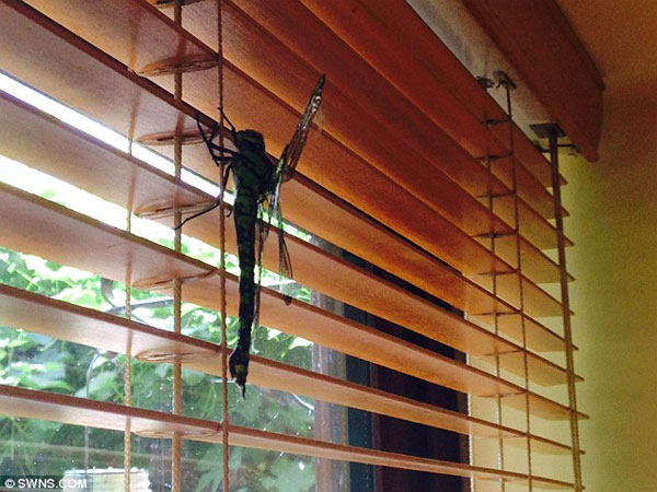 Picture 1 of Startled with the 'monster' dragonfly more than 20cm long