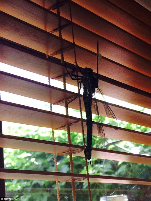 Picture 2 of Startled with the 'monster' dragonfly more than 20cm long