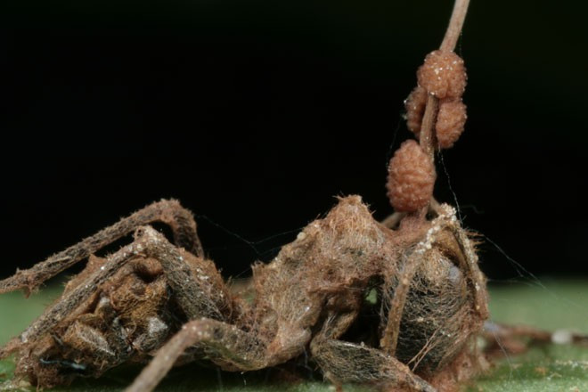 Picture 4 of Startling about the parasitic fungus that turns ants into living corpses