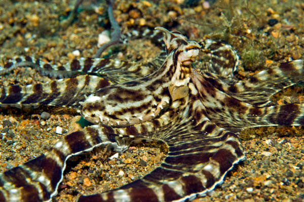 Picture 1 of 'Stealth technology of octopus in Indonesia
