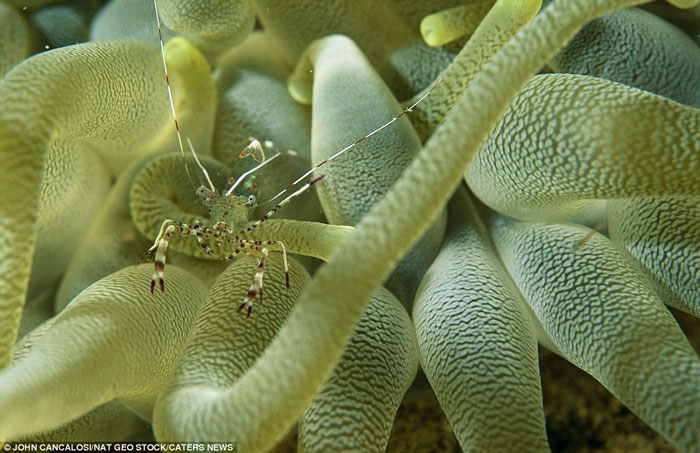 Picture 12 of Stealthy assassins in nature