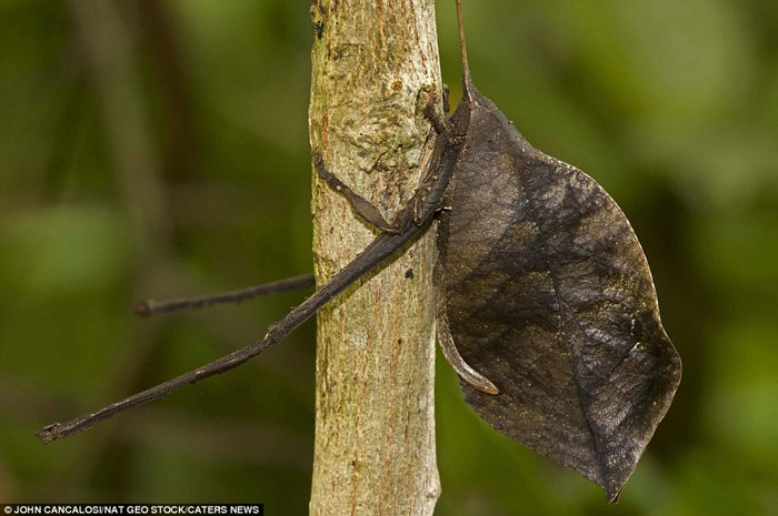 Picture 13 of Stealthy assassins in nature