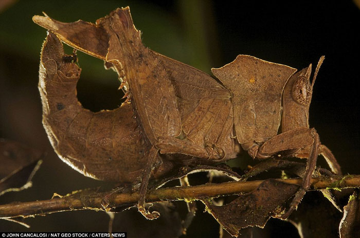Picture 14 of Stealthy assassins in nature