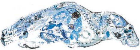 Picture 2 of Stem cell: The hard copy