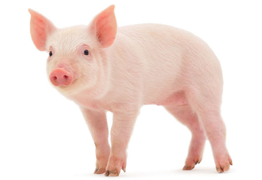 Picture 1 of Stem cells are transplanted on pigs successfully