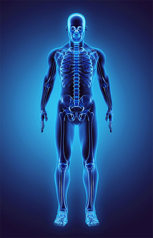 Picture 1 of Stem cells in human bones can renew themselves