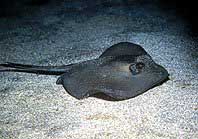 Picture 2 of Stingray