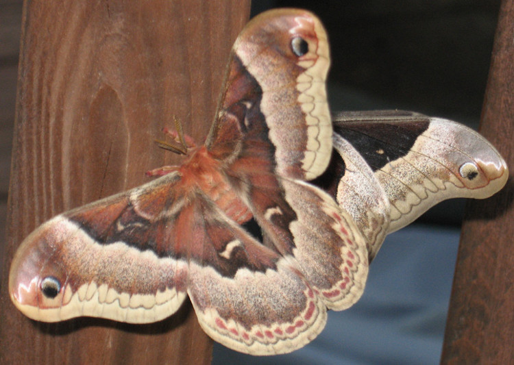 Picture 4 of Stink bugs feed themselves to survive